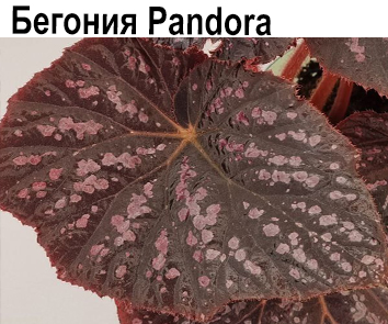 Бегония Pandora  НОВИНКА КАТАЛОГА!