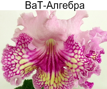 ВаТ-Алгебра (Валькова)