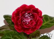 ЕН-Ягодка в Вине (сел.Е.Николаева) Новинка 2025!