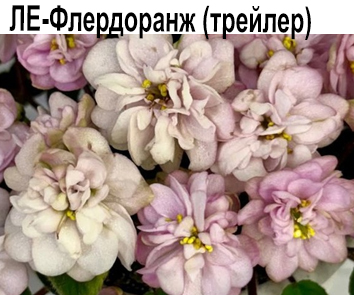 ЛЕ-Флердоранж (Лебецкая)  махровые колокольчики НОВИНКА КАТАЛОГА