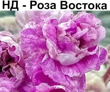 НД-Роза Востока (Данилова-Суворова)  НОВИНКА КАТАЛОГА!