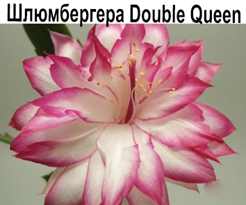 Шлюмбергера Double Queen  НОВИНКА КАТАЛОГА!