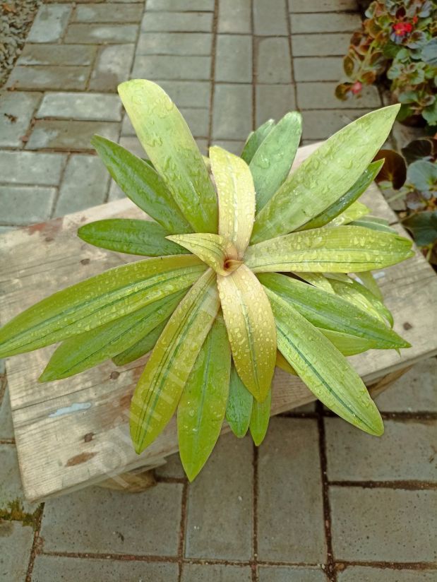 Рео "Sitara Gold"