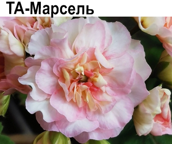 Пеларгония розебудная зонартик ТА-Марсель