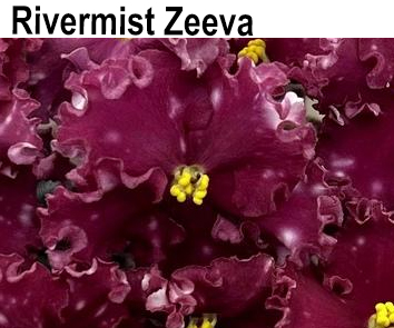 Rivermist Zeeva (J. Baker)  НОВИНКА КАТАЛОГА!