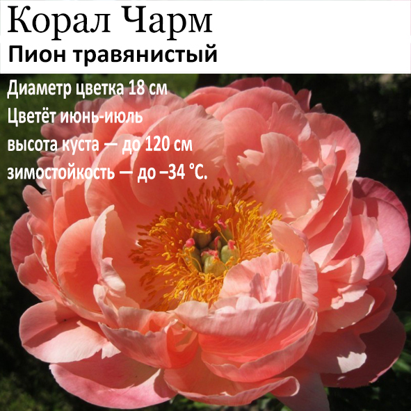 Пион Корал Чарм