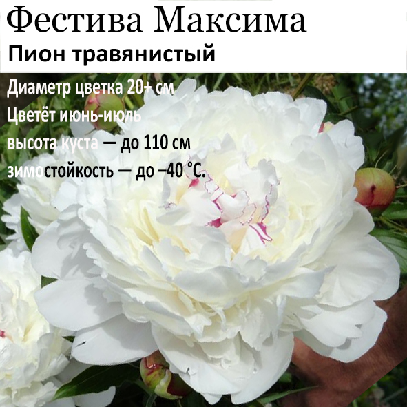 Пион Фестива Максима