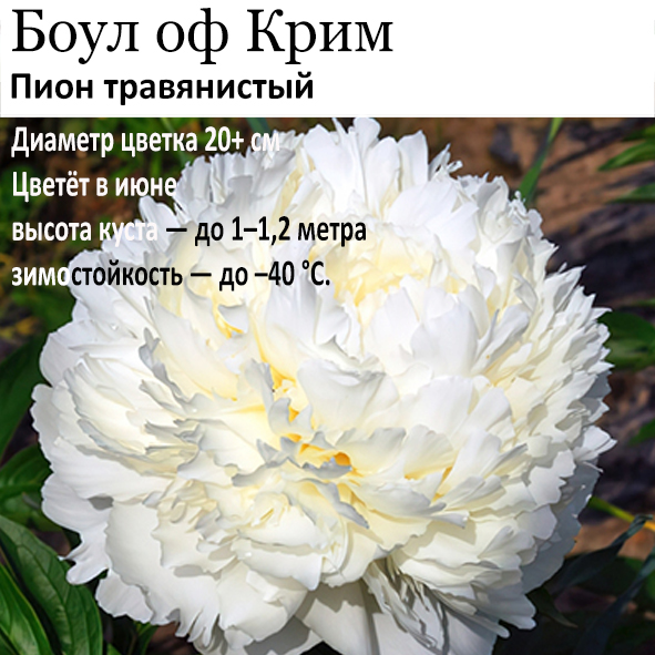 Пион Боул оф Крим