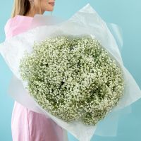 15 белых гипсофил