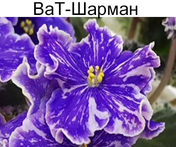 ВаТ-Шарман (Валькова)