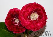 ЕН-Огненная Дива (сел.Е.Николаева) Новинка 2025!