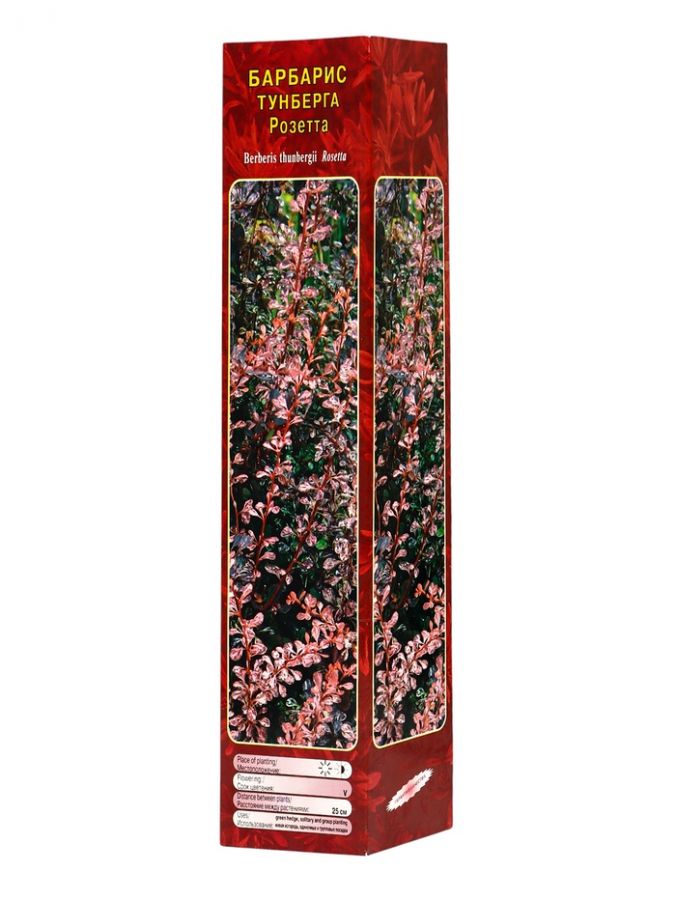 Барбарис Тунберга «Розетта» ,саженец, 1 шт., туба