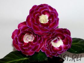 ЕН-Вино и Розы (сел.Е.Николаева)