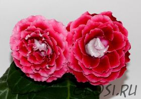 ЕН-Возьми мое Сердце (сел.Е.Николаева) Новинка 2025!