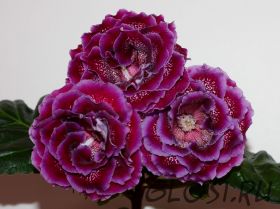 ЕН-Династия (сел.Е.Николаева)