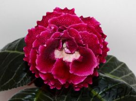 ЕН-Любовь на Бархате (сел.Е.Николаева) Новинка 2025!