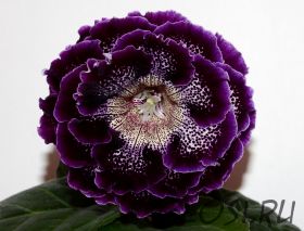 ЕН-Ночной Мадрид (сел.Е.Николаева) Новинка 2025!