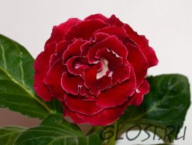 ЕН-Огненный Велюр (сел.Е.Николаева) Новинка 2024!