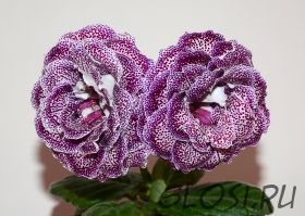 ЕН-Падали Звезды (сел.Е.Николаева)