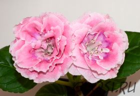 ЕН-Персиковый Закат (сел.Е.Николаева) Новинка 2025!