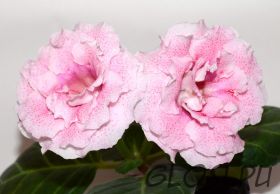 ЕН-Рафаэлло (сел.Е.Николаева) Новинка 2024!Цена указана за клубень (размер не менее 2 см)