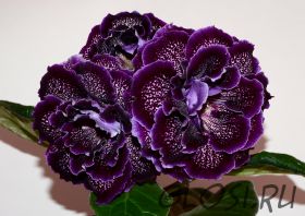 ЕН-Роса на Бархате (сел.Е.Николаева) Новинка 2024. Ароматная!