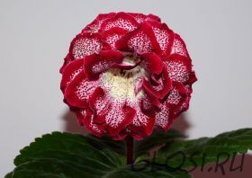 ЕН-С Любовью, Рози (сел.Е.Николаева)