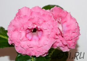 ЕН-Свидание под Радугой (сел.Е.Николаева) Новинка 2024!