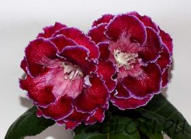 ЕН-Секрет Нефертити (сел.Е.Николаева)