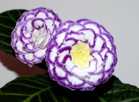 ЕН-Сила Океана (сел.Е.Николаева)