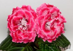 ЕН-Сладкая Конфетка (сел.Е.Николаева) Новинка 2025. Ароматная!