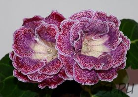 ЕН-Фаина Раневская (сел.Е.Николаева)