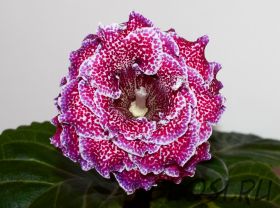 ЕН-Феникс (сел.Е.Николаева)