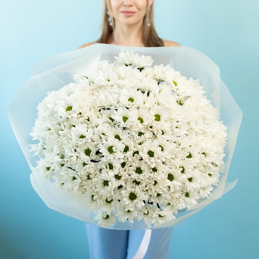 Хризантема (сорт Бакарди) 25 шт