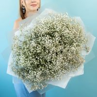 25 белых гипсофил