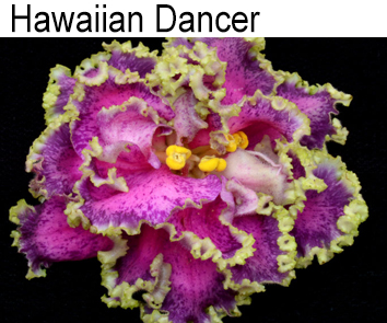 Hawaiian Dancer (Sorano)