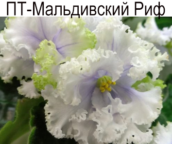 ПТ-Мальдивский Риф (Пугачева)  НОВИНКА КАТАЛОГА!
