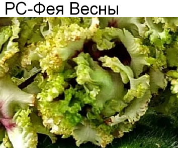 РС-Фея Весны (С. Репкина)