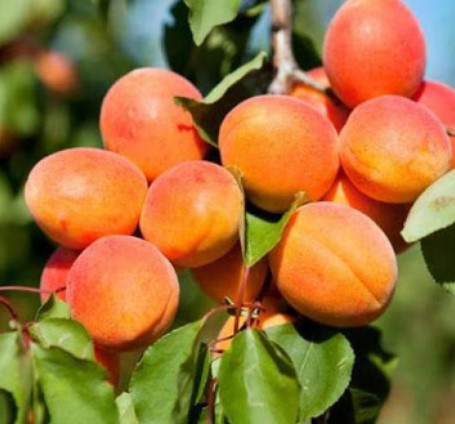 Абрикос