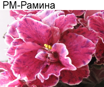 РМ-Рамина (Скорнякова)  НОВИНКА КАТАЛОГА!
