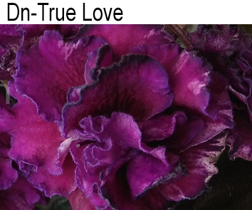 Dn-True Love (Денисенко)  НОВИНКА КАТАЛОГА!