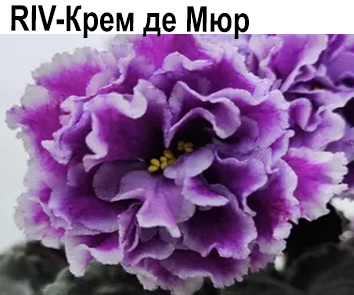 RIV-Крем де Мюр (Растегаева Ирина) НОВИНКА КАТАЛОГА!