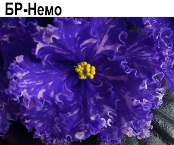 БР-Немо (Буркацкие)  НОВИНКА КАТАЛОГА!