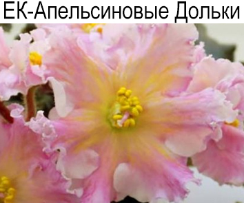 ЕК-Апельсиновые Дольки (Коршунова)