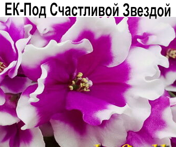 ЕК-Под Счастливой Звездой (Коршунова)  НОВИНКА КАТАЛОГА!