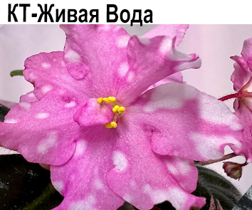 КТ-Живая Вода  (Кабанова и  Трофименко)  НОВИНКА КАТАЛОГА!