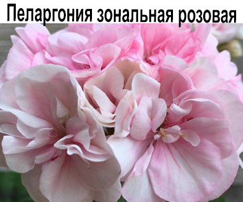 Пеларгония зональная розовая