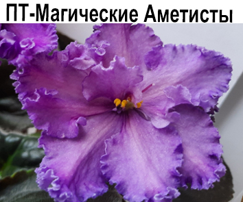 ПТ-Магические Аметисты (Пугачева)  НОВИНКА КАТАЛОГА!