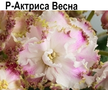Р-Актриса Весна (В.Зуб)  НОВИНКА КАТАЛОГА!