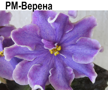 РМ-Верена (Скорнякова)  НОВИНКА КАТАЛОГА!